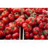 TOMATO- ROUGE de MARMANDE, vine