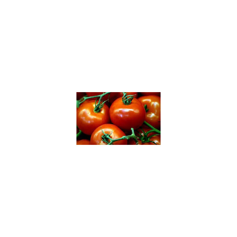 TOMATO - ST. PIERRE, vine