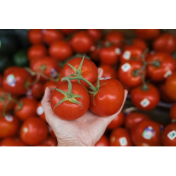 TOMATO - ST. PIERRE, vine