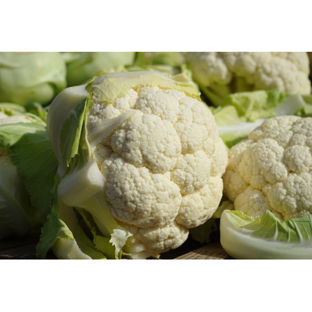 CAULIFLOWER-EARLY JESI