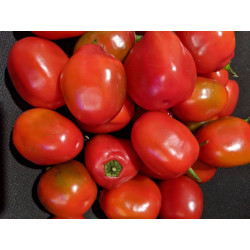 CHILI - ROCOTO RED