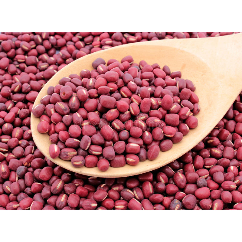 BEAN - AZUKI BEAN - Bush Bean (Adzuki)