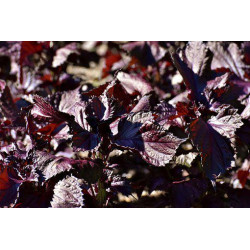 SHISO - RED