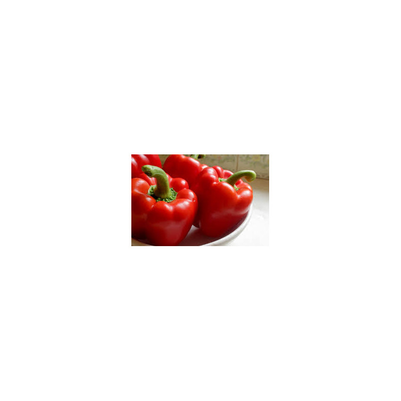 CAPSICUM - SWEET RED