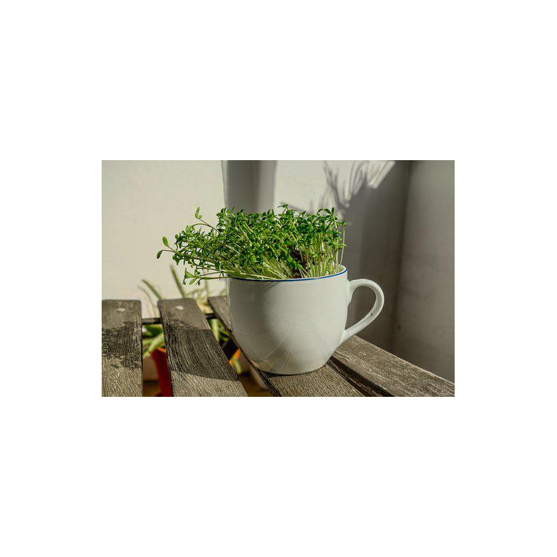 CRESS - LAND CRESS