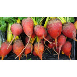 BEETROOT - GOLDEN