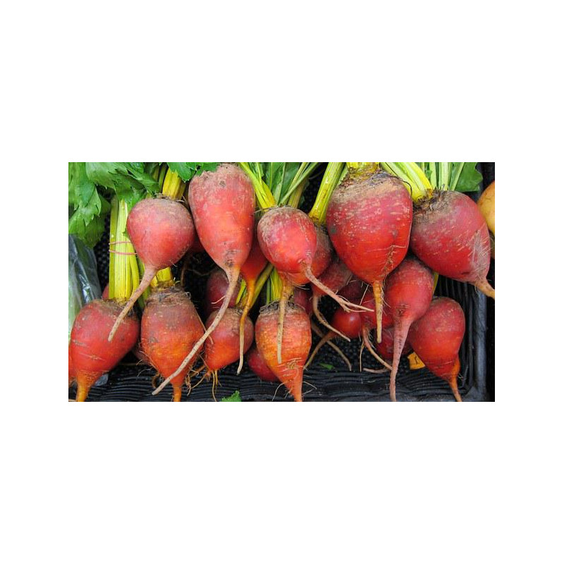 BEETROOT - GOLDEN