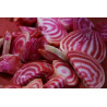 BEETROOT - CHIOGGIA