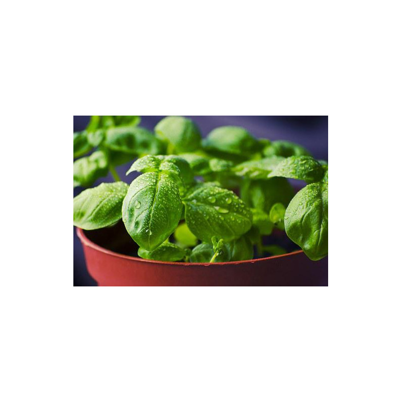 BASIL-LEMON BASIL