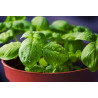 BASIL-LEMON BASIL