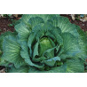 CABBAGE - EARLY JERSEY WAKEFIELD