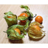 CAPE GOOSEBERRY - GOLDEN NUGGET