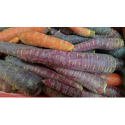 CARROT - COSMIC PURPLE