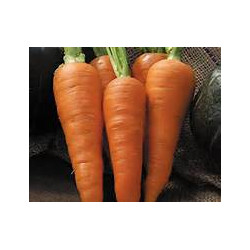 CARROT - DANVERS - Organic