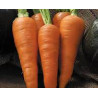 CARROT - DANVERS - Organic