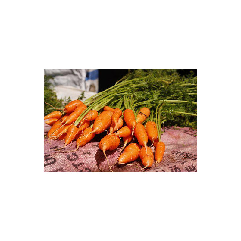 CARROT - DANVERS - Organic