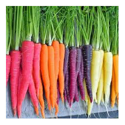 CARROT - RAINBOW MIX