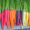 CARROT - RAINBOW MIX