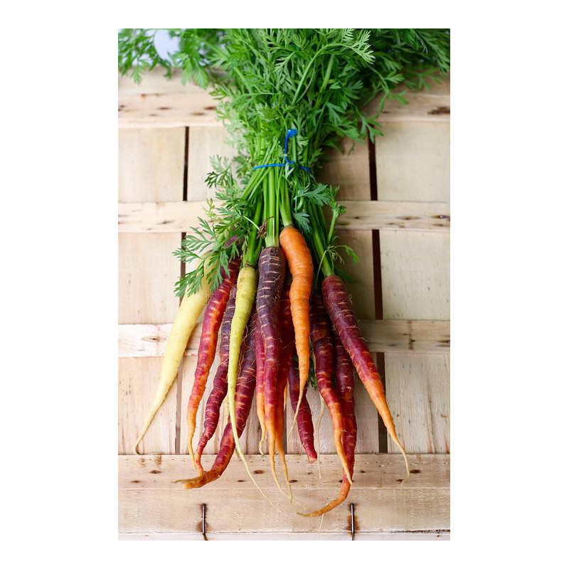 CARROT - RAINBOW MIX