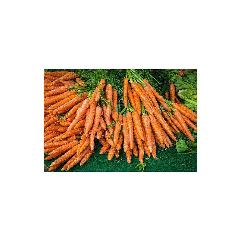 CARROT - MANCHESTER TABLE