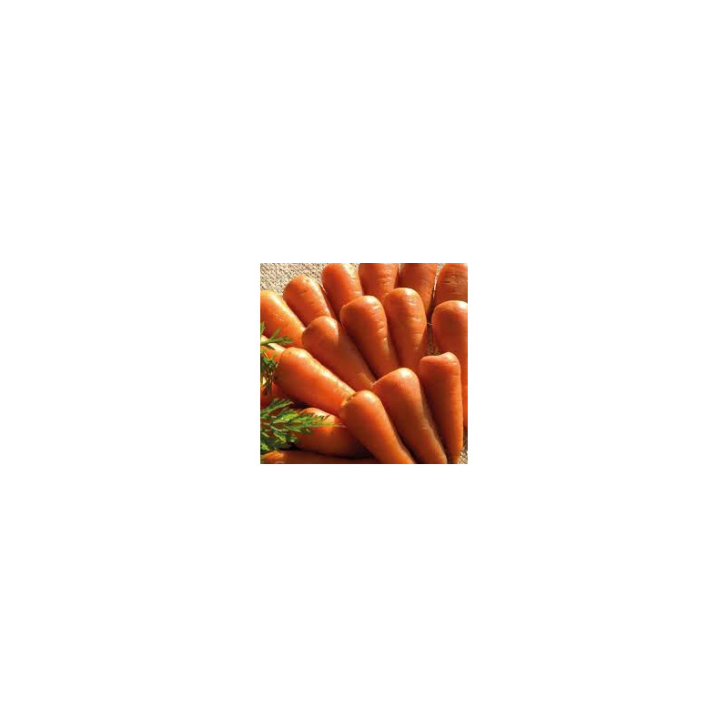 CARROT - ROYAL CHANTENAY