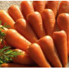 CARROT - ROYAL CHANTENAY