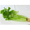 CELERY - CHINESE