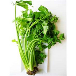 CELERY - CHINESE