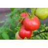 TOMATO - ROSE de BERNE - Vine - Organic