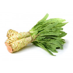 CELTUCE - STEM LETTUCE