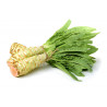 CELTUCE - STEM LETTUCE