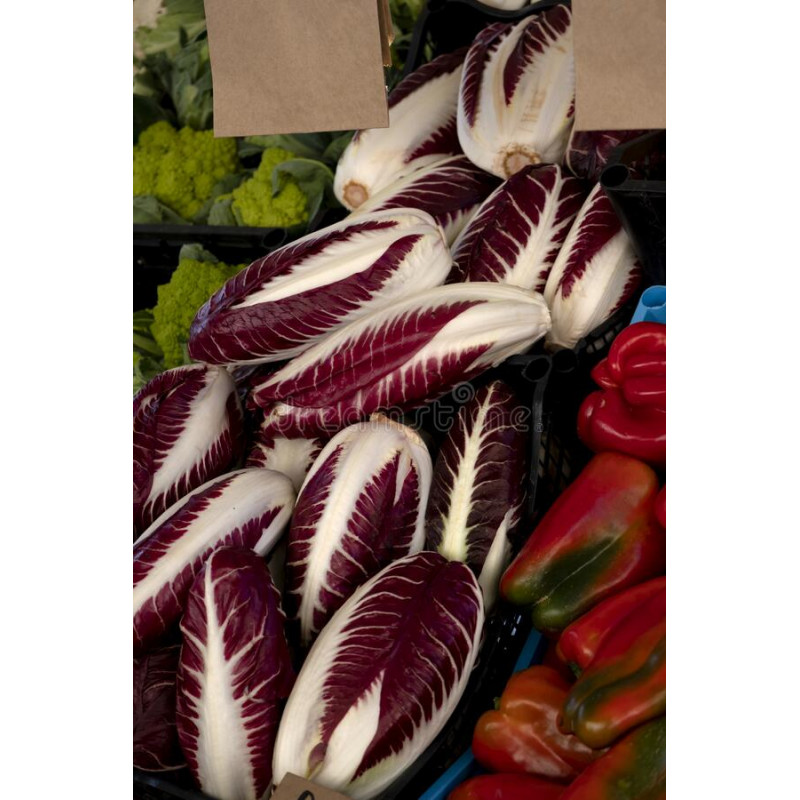 RADICCHIO - TRAVISIO ROSSA