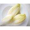 WITLOOF - CHICORY