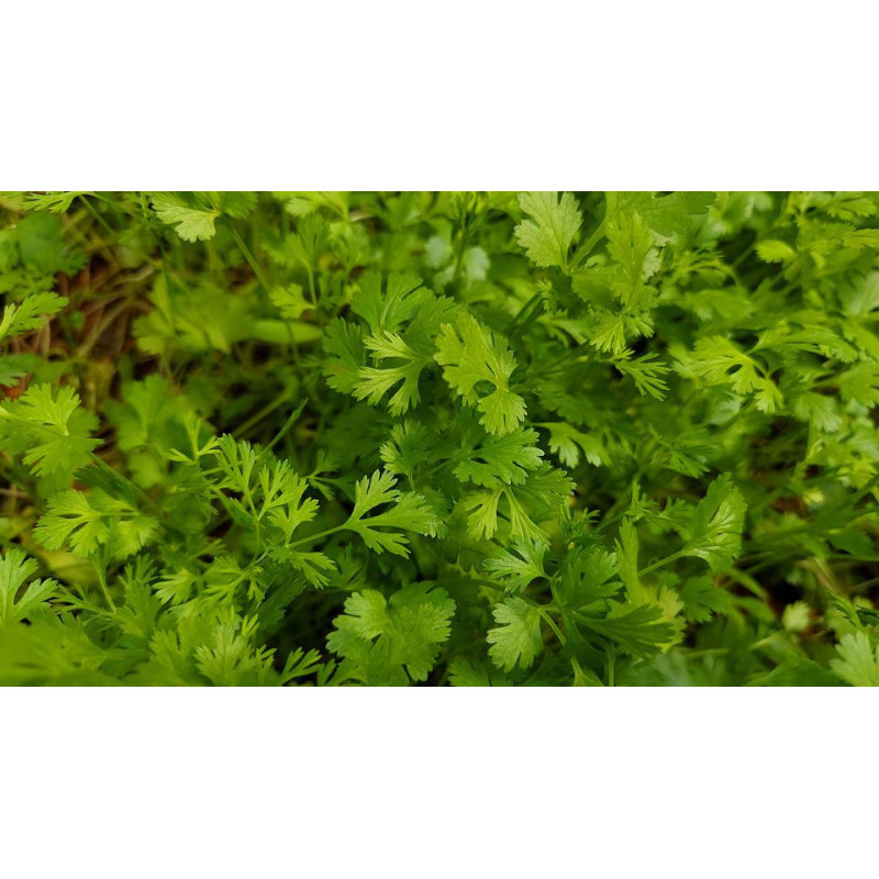 CORIANDER - FIESTA GREEN