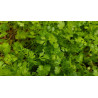 CORIANDER - FIESTA GREEN