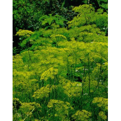 Dill in flower