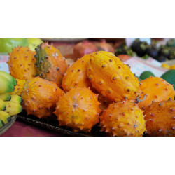 CUCUMBER - AFRICAN HORNED - Kiwano