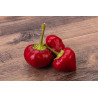 CHILI - RED HOT CHERRY