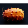 CUCUMBER - AFRICAN HORNED - Kiwano