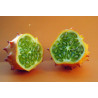 CUCUMBER - AFRICAN HORNED - Kiwano