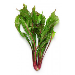 CHICORY-RED RIB