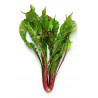 CHICORY-RED RIB