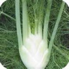 FENNEL - SWEET FLORENCE BULBING