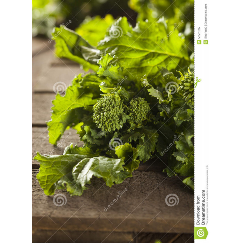 RAPINI