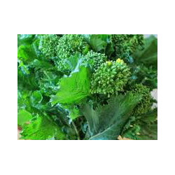 RAPINI