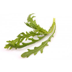 EDIBLE CHRYSANTHEMUM - Broad leaf shungiku