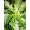 EDIBLE CHRYSANTHEMUM - Broad leaf shungiku