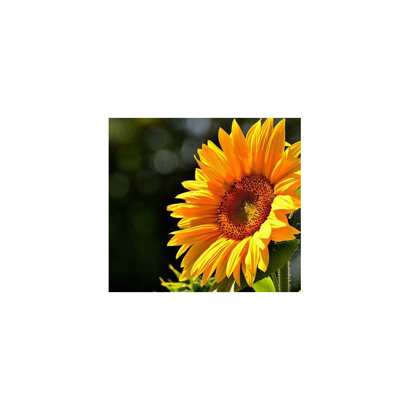 SUNFLOWER - SUNFOLA