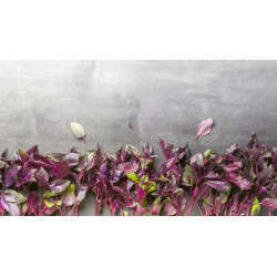 BASIL - PURPLE RUFFLES