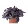 BASIL - PURPLE RUFFLES